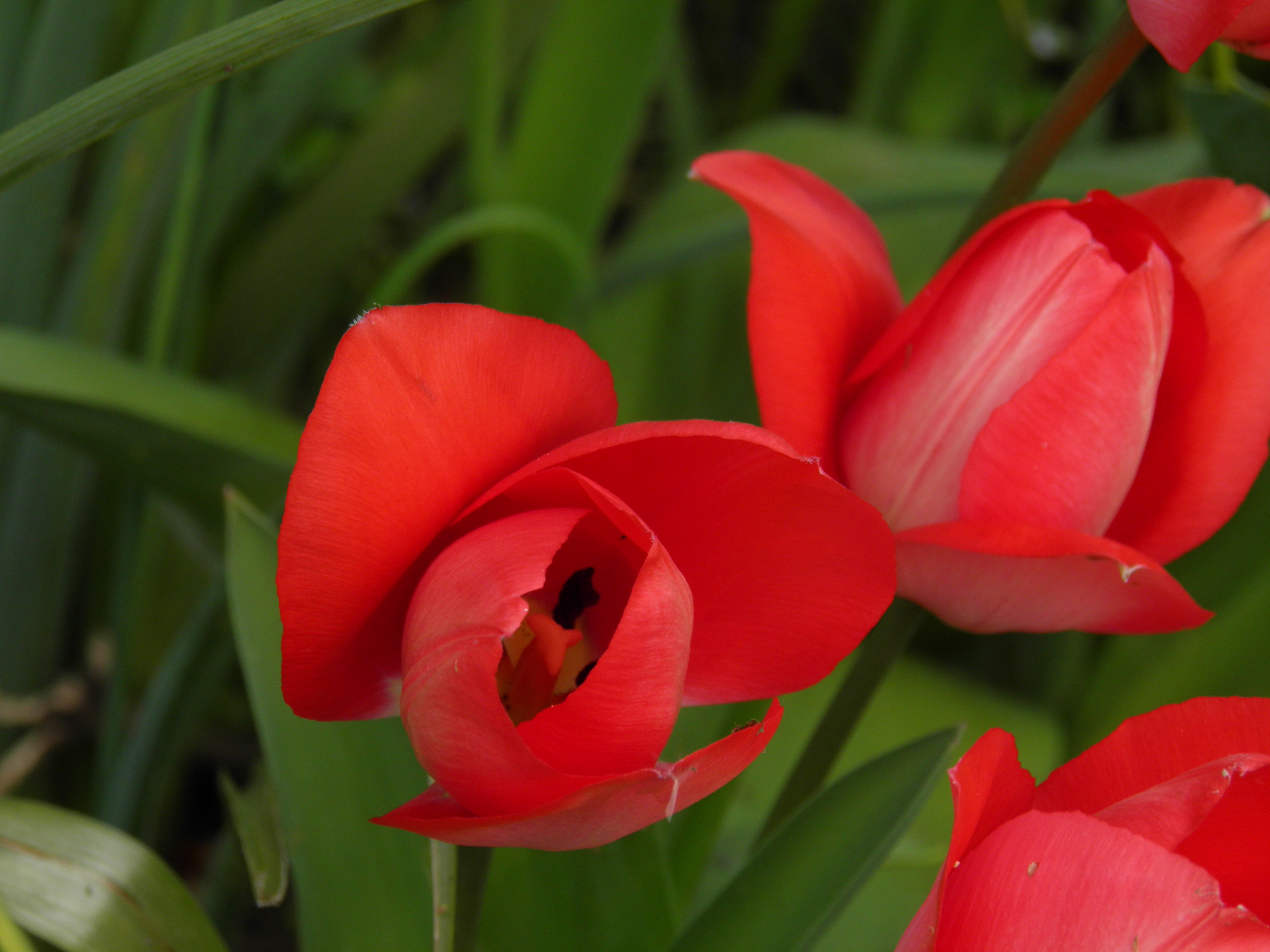 La bellezza dei fiori